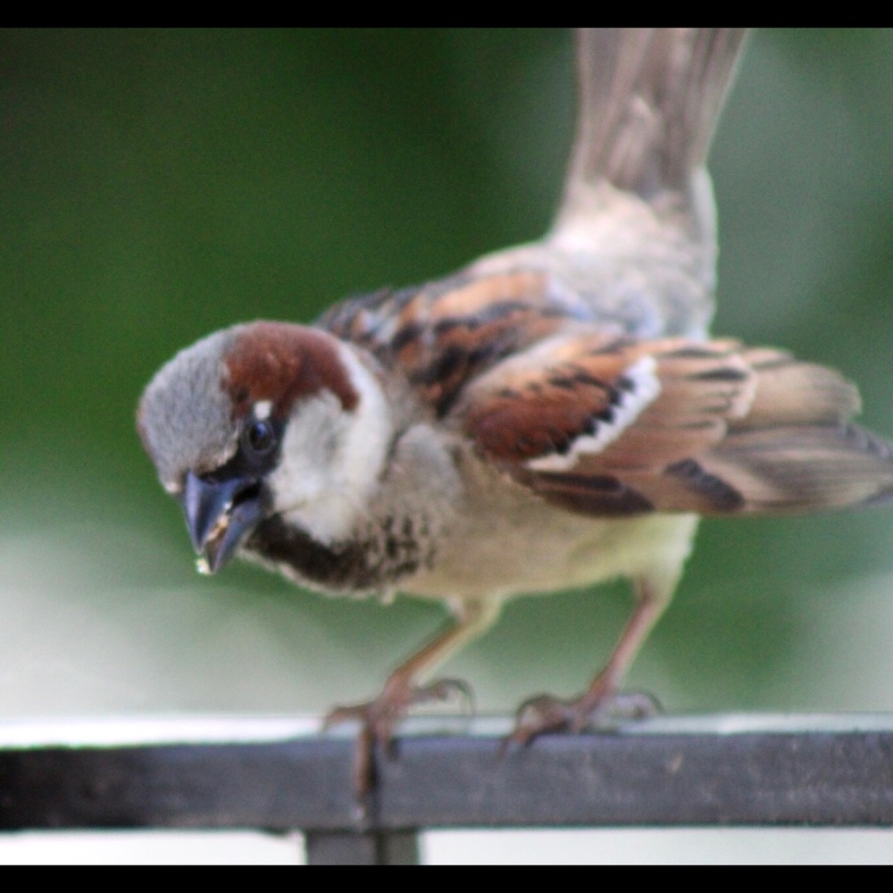 Meet your Posher, Chrissy